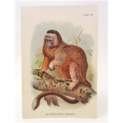 C. 1890S "WHITE FOOTED MARMOSET" LITHOGRAPH PRINT