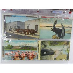 Portfolio of Animal, Bird, and Reptile Post Cards