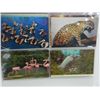 Image 2 : Portfolio of Animal, Bird, and Reptile Post Cards
