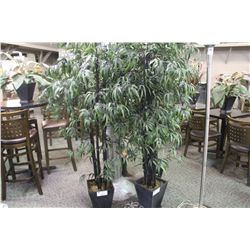 6' TALL POTTED EVERGREEN TREE