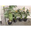 Image 1 : LOT OF 5 POTTED EVERGREEN TREES