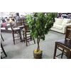 Image 2 : LOT OF 5 POTTED EVERGREEN TREES