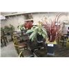 Image 1 : LOT OF 7 SMALL POTTED EVERGREEN PLANTS