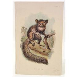 C. 1890S "THE AYE-AYE" LITHOGRAPH PRINT