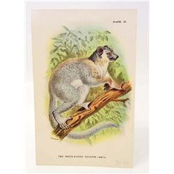 C. 1890S "THE WHITE FOOTED SUPORTIVE LEMUR" LITHOGRAPH
