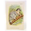 Image 1 : C. 1890S "THE WHITE FOOTED SUPORTIVE LEMUR" LITHOGRAPH