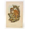 Image 1 : C. 1890S "THE GREY GENTLE LEMUR" LITHOGRAPH PRINT