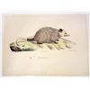 Image 1 : RARE C. 1840 "OPOSSUM JEUNE" HAND COLORED LITHOGRAPH