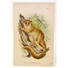 Image 1 : C. 1890S "BLACK EARED MOUSE LEMUR" LITHOGRAPH PRINT