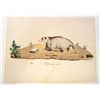 Image 1 : RARE C. 1840 "OPOSSUM MALE" HAND COLORED LITHOGRAPH