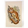 Image 1 : C. 1890S "BLACK EARED MOUSE LEMUR" LITHOGRAPH PRINT