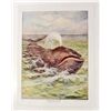 Image 1 : 1901 "THE GREENLAND WHALE" COLOR PRINT BY AW MUMFORD