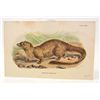 Image 1 : C. 1890S "THE EGYPTIAN MONGOOSE" LITHOGRAPH PRINT