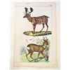 Image 1 : RARE C. 1860 "FALLOW-DEER & ROE BUCK" LITHOGRAPH