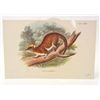 Image 1 : C. 1890S "WOOLY POSSUM" LITHOGRAPH PRINT