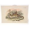 Image 1 : C. 1890S "BLOTCHED GENET" LITHOGRAPH PRINT