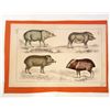 Image 1 : C. 1850 UNTITLED ANIMAL HAND COLORED STEEL ENGRAVING