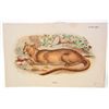 Image 1 : C. 1890S "FOSSA" LITHOGRAPH PRINT