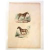 Image 1 : C. 1800S "LE ZEBRE & LE COUAGGA" HAND COLORED LITHOGRAPH