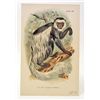 Image 1 : C. 1890S "THE WHITE TAILED GUEREZA" LITHOGRAPH PRINT