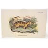 Image 1 : C. 1890S "HARDWICKES HEMIGALE" LITHOGRAPH PRINT