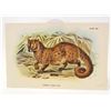 Image 1 : C. 1890S "COMMON PALM CIVET" LITHOGRAPH PRINT