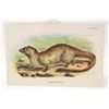 Image 1 : C. 1890S "EGYPTIAN MONGOOSE" LITHOGRAPH PRINT