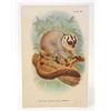 Image 1 : C. 1890S "THE RED FOOTED NIGHT MONKEY" LITHOGRAPH PRINT