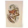 Image 1 : C. 1890S "THE SPECTRAL TARSIER" LITHOGRAPH PRINT