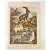 Image 1 : 1880 ANTIQUE COLOR LITHOGRAPH ANIMAL PRINT
