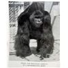 Image 2 : 1944 WW2 ERA SAN DIEGO ZOO OFFICIAL GUIDE BOOK