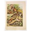 Image 1 : 1880 ANTIQUE COLOR LITHOGRAPH ANIMAL PRINT