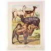 Image 1 : 1880 ANTIQUE COLOR LITHOGRAPH ANIMAL PRINT