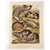 Image 1 : 1880 ANTIQUE COLOR LITHOGRAPH ANIMAL PRINT