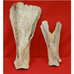 2 Bison shoulder blade hoes, South Dakota Arikara