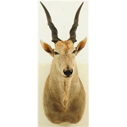 Eland Mount 2005 Safari Club Gold Award Winner
