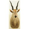 Image 1 : Eland Mount 2005 Safari Club Gold Award Winner