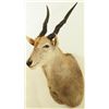 Image 2 : Eland Mount 2005 Safari Club Gold Award Winner