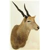 Image 3 : Eland Mount 2005 Safari Club Gold Award Winner