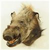 Image 2 : African Bush Pig Shoulder Mount