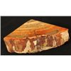 Image 7 : Petrified Wood Book Ends