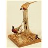 Image 1 : Pheasant Taxidermy Mount