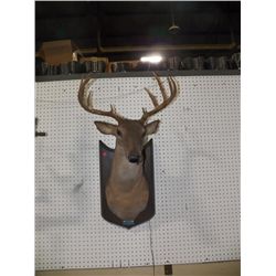 Singing, Joke Telling Deer Head