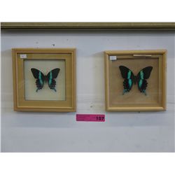 2 Framed Butterflies
