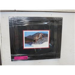 Framed Richard Shorty print "Mountain Lion"
