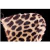 Image 4 : Antique Cheetah Fur Collar The piece is an early a