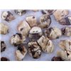 Image 2 : Montana Elk Ivory Tooth Collection This lot includ
