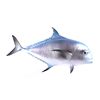 Image 1 : Saltwater Pompano Fish Mount This lot features a P