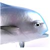 Image 2 : Saltwater Pompano Fish Mount This lot features a P