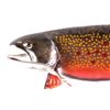 Image 2 : Montana Brook Trout Mount This lot features a Mont